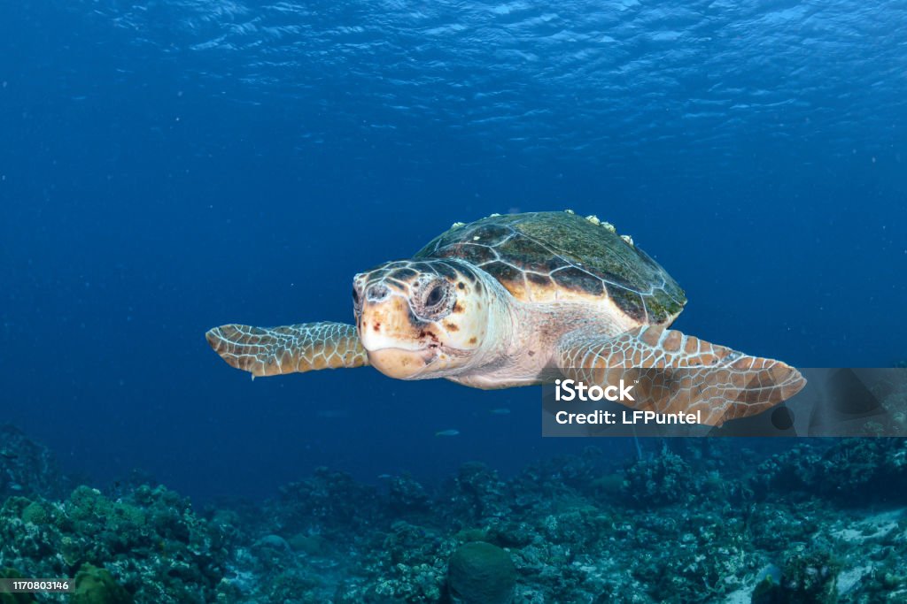 Curaçao natuur en cultuur